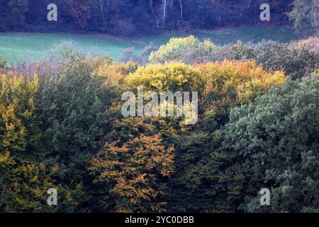 Kulturlandschaften in Nordrhein-Westfalen eine herbstliche Kulturlandschaft mit Wiesen, Weiden und Wald sowie landwirtschaftliche Nutzflächen weit außerhalb des Ruhrgebiets zwischen Velbert und Wuppertal Nordrhein-Westfalen Deutschland Bergisches Land *** Kulturlandschaften in Nordrhein-Westfalen eine herbstliche Kulturlandschaft mit Wiesen, Weiden und Wald sowie landwirtschaftlichen Flächen weit außerhalb des Ruhrgebiets zwischen Velbert und Wuppertal Velbert Wuppertal Nordrhein-Westfalen Nordrhein-Westfalen Stockfoto