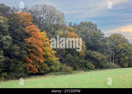 Kulturlandschaften in Nordrhein-Westfalen eine herbstliche Kulturlandschaft mit Wiesen, Weiden und Wald sowie landwirtschaftliche Nutzflächen weit außerhalb des Ruhrgebiets zwischen Velbert und Wuppertal Nordrhein-Westfalen Deutschland Bergisches Land *** Kulturlandschaften in Nordrhein-Westfalen eine herbstliche Kulturlandschaft mit Wiesen, Weiden und Wald sowie landwirtschaftlichen Flächen weit außerhalb des Ruhrgebiets zwischen Velbert und Wuppertal Velbert Wuppertal Nordrhein-Westfalen Nordrhein-Westfalen Stockfoto