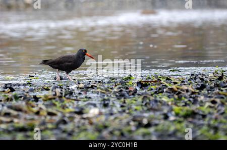 Die schwarzen Austernfänger Haematopus bachman fressen bei Ebbe. Stockfoto