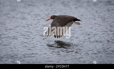 Der schwarze Austernfänger Haematopus bachman fliegt über das Wasser. Stockfoto