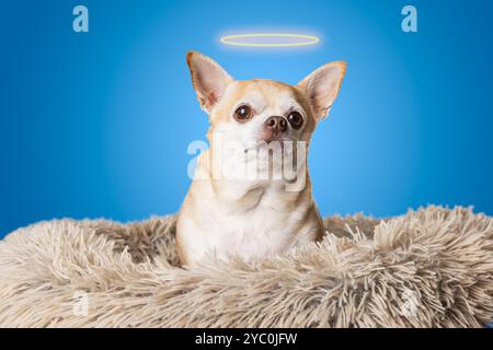 Ein kleiner Hund mit einem goldenen Halo auf dem Kopf sitzt auf einem flauschigen Kissen. Konzept von Wärme und gut, da der Hund sich wohl fühlt und zufrieden ist Stockfoto