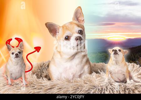 Ein Hund liegt auf einem Bett mit zwei anderen Hunden auf beiden Seiten als Konzept für gut und Böse, einer mit einem Halo und einer mit Hörnern und Schwanz. Stockfoto