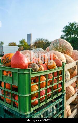 Verschiedene Kürbisse und Kürbisse in großer grüner Kiste, bereit für den Markt Stockfoto