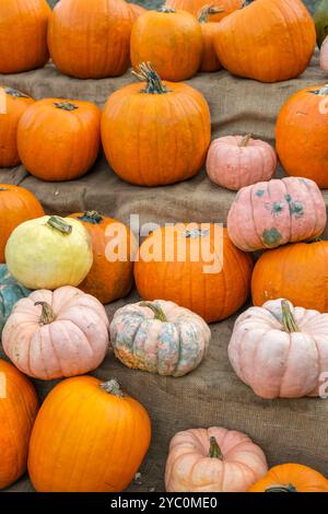 Kürbisse in verschiedenen Farben und Größen auf Sackleinen zur Herbstdekoration. Stockfoto