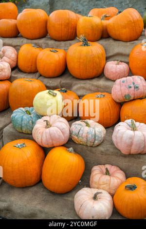 Bunte Kürbisse in verschiedenen Größen in Orange- und Cremetönen Stockfoto