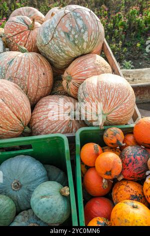 Verschiedene Kürbisse und Kürbisse in grünen Kisten auf dem Markt. Vertikales Foto Stockfoto