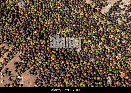 Das Trocknen von Kaffeebohnen. Natürlicher Prozess. Kaffeebohnen mit Sonnenlicht trocknen. Natürlicher Trockner. Farm auf Minas Gerais, Brasilien Stockfoto