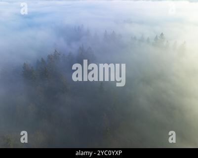 Am frühen Morgen driftet Nebel durch das Willamette Valley in West Linn, Oregon. Diese malerische Gegend liegt südlich der Stadt Portland im Pazifischen Nordwesten. Stockfoto