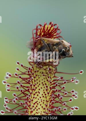 Vertikales Bild eines echten Käfers (Hemiptera-Arten), der von einer kapsonnentau-Pflanze (Drosera capensis) gefangen wurde Stockfoto