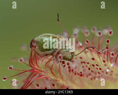 Bild mit der Unterseite eines echten Käfers (Hemiptera-Arten), der auf dem Blatt einer Sonnentau-Pflanze von Alice (Drosera aliciae) gefangen wurde Stockfoto