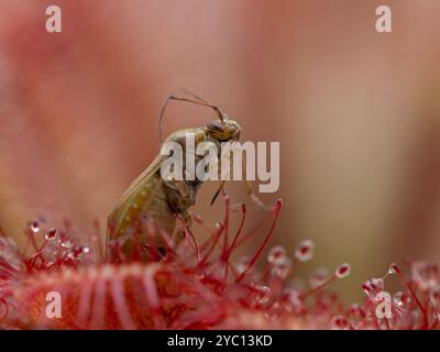 Nahaufnahme einer echten Käfer (Lygus-Art), die auf dem Blatt einer Sonnentaupflanze (Drosera tokaiensis) gefangen wurde Stockfoto