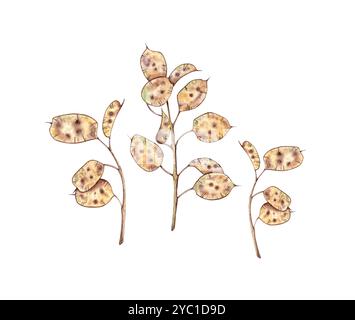 Lunaria beige getrocknete Blumen Set Aquarell Herbarium Illustration. Trockene Botanik im Boho-Stil isoliert vom Hintergrund. Lunar-Abteilung für die Gestaltung von mir Stockfoto