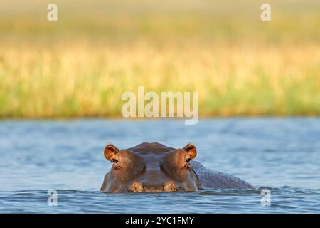 Porträt eines im Wasser untergetauchten Nilpferdes (Hippopotamus amphibius), Chobe National Park, Botswana Stockfoto