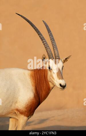 Porträt einer bedrohten, scimitarhörnenden Oryx (Oryx dammah), Nordafrika Stockfoto