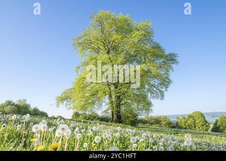 Europäische Buche (Fagus sylvatica), einsam im Frühjahr stehend auf einer Wiese mit Löwenzahn (Taraxacum Sekt. Ruderalia), frische grüne Blätter, blauer Himmel, Th Stockfoto