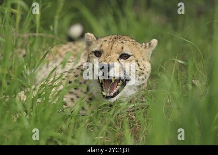 Gepard (Acinonyx jubatus), Wiese, in Gefangenschaft Stockfoto