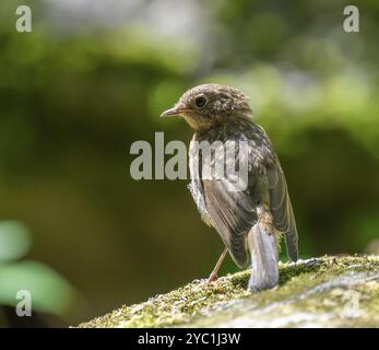 Europäischer robin (Erithacus rubecula), junger Vogel auf einem moosigen Stein, Deutschland, Europa Stockfoto