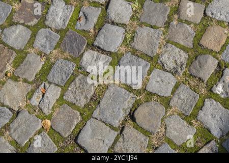 Kopfsteinpflaster mit grünem Moos zwischen den Steinen, schafft einen rustikalen und natürlichen Eindruck, Münsterland, Nordrhein-Westfalen, Deutschland, Europa Stockfoto