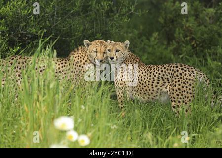 Gepard (Acinonyx jubatus), Wiese, in Gefangenschaft Stockfoto