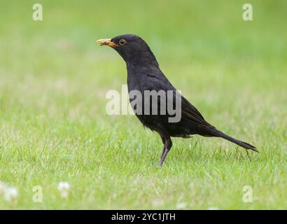 Schwarzvogel (Turdus merula), Rüde auf Rasensuche, Niedersachsen, Deutschland, Europa Stockfoto