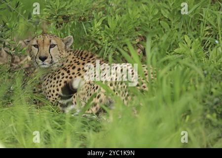 Gepard (Acinonyx jubatus), Wiese, in Gefangenschaft Stockfoto