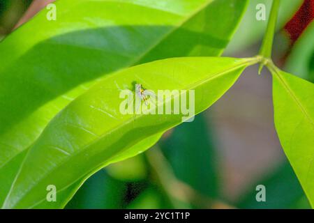 Makrofoto von Insekten, die auf grünen Blättern über Sonnenlicht stehen Stockfoto
