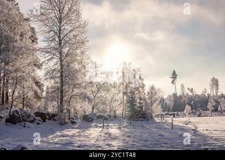 Wunderschöne Winterlandschaft mit frostigen Bäumen im Hintergrund Stockfoto