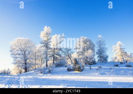 Baum mit Raureif auf einem Hügel an einem kalten, schneereichen Wintertag Stockfoto