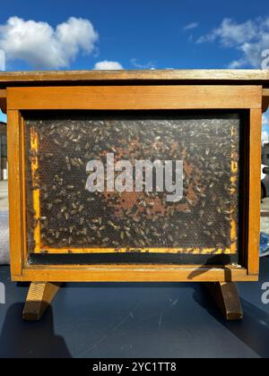 Eine Nahaufnahme einer Bienenwabe gefüllt mit Bienen. Die Bienen sind zusammen gruppiert und ihre Flügel sind sichtbar. Die Wabe besteht aus Wachs und hat einen Sechseck Stockfoto