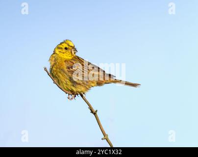 Männlicher Yellowhammer (Emberiza citrinella) in der Wintersonne, Norfolk Stockfoto