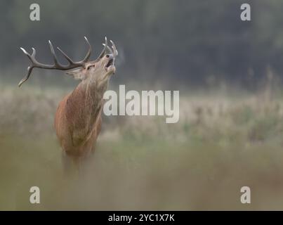 Rotwild (Cervus elephus) Hirsch brüllt früh am Morgen, Norfolk Stockfoto