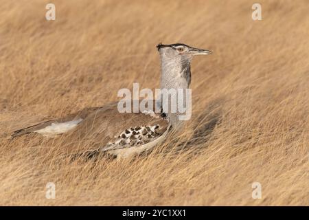 Kori Trastard, Ardeotis kori, Otididae, Buffalo Spring Game Reserve, Samburu National Reserve, Kenia, Afrika Stockfoto