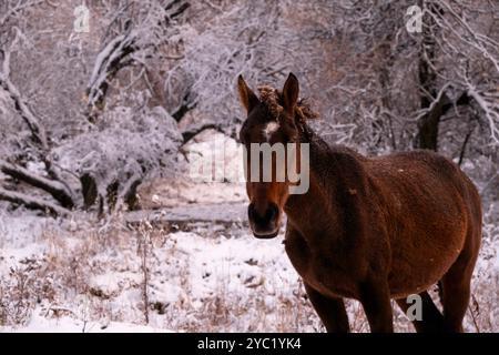 Porträt eines braunen Pferdes vor dem Hintergrund eines verschneiten Waldes nach einem Schneefall Stockfoto