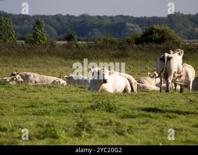 Weiße Charolais-Kühe ruhen friedlich auf einer üppig grünen Wiese unter klarem Himmel aus. Stockfoto