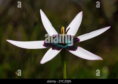 Schillernde Pfauenblume, Pauridia capensis, mit weißen Blüten und dunkelviolettem und smaragdgrünem Zentrum, natürlicher Lebensraum, Westkap, Südafrika Stockfoto