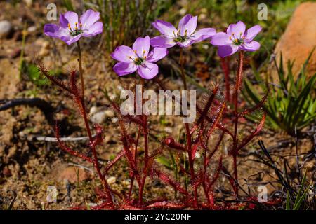 Blühende Pflanzen des fleischfressenden Mohnblumen-Sonnentau (Drosera cistiflora), mit roten Blättern und rosa Blüten, Westkap, Südafrika Stockfoto