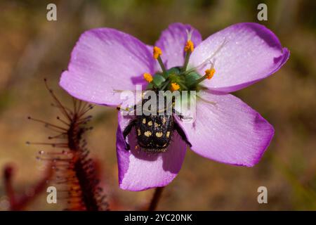 Rosafarbene Blume des fleischfressenden Mohnblumen-Sonnentau (Drosera cistiflora) mit Affenkäfer als Bestäuber, Westkap, Südafrika Stockfoto