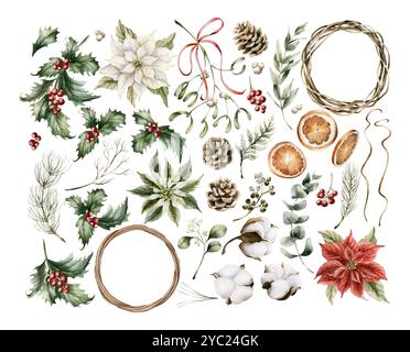 Winterblumen. Satz traditioneller Cristmas-Pflanzen. Stechpalme, Weihnachtsstern, Misletoe, eucaliptus, Tannenzapfen und Zweige, Baumwolle und trockener oran Stockfoto
