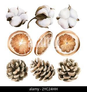 Baumwolle, Orangenscheiben und Tannenzapfen. Tannenzapfen. Set von handgemalten Aquarellen isolierte Blumenillustrationen für Hochzeitsdesign, Winter oder Herbst dez Stockfoto