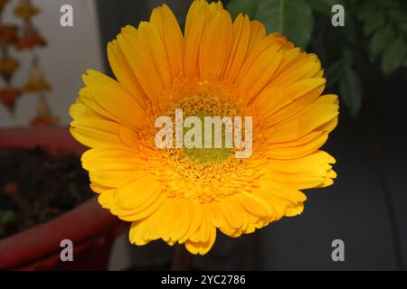 Goldene gelbe Gerbera Gänseblümchen (Gerbera x hybrida) Blüte. Stockfoto