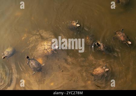 Der Rotohr-Schieber oder die Rotohr-Terrapin (Trachemys scripta elegans) in einem Teich, Hochwinkelansicht Stockfoto