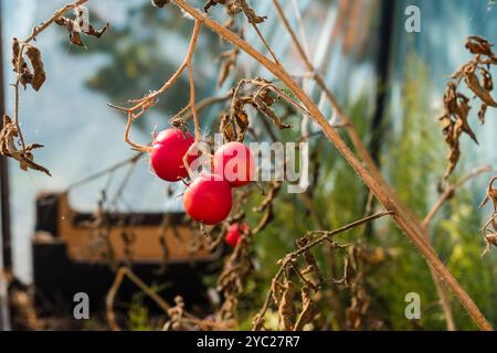 Rote Tomaten hängen von einer Pflanze. Die Pflanze ist in einem Gewächshaus. Die Tomaten sind reif und bereit für die Ernte. Stockfoto