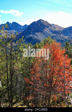 Herbst in Andorra in den Pyrenäen bei Les Bordes d'Envalira Stockfoto