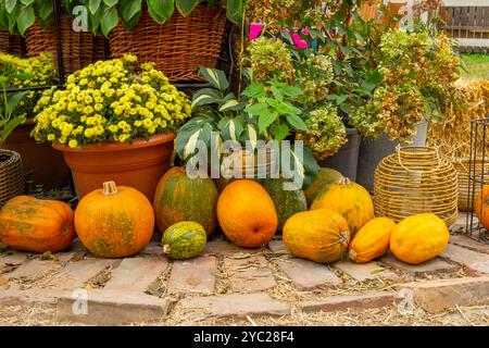 Kürbisse und Topfpflanzen auf einem Steinboden. Blumen in Korbkörben. Stockfoto