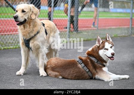 Ein goldener Retriever und ein brauner Husky in der Nähe eines atletischen Feldes Stockfoto
