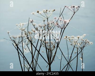 Die Kuh ist von Spinnennetzen bedeckt, an der Themse in Abingdon. Anthriscus sylvestris, auch bekannt als Kuh-Petersilie, ist eine krautige zweijährige oder kurzlebige mehrjährige Pflanze aus der Familie der Apiaceae. Sie ist sehr häufig auf Wiesen, entlang von Rändern und Grasflächen, wo sie wichtige Lebensräume und Nahrung für eine Reihe von Wildtieren bietet. Stockfoto