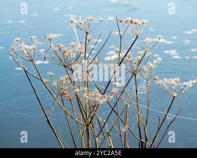 Die Kuh ist von Spinnennetzen bedeckt, an der Themse in Abingdon. Anthriscus sylvestris, auch bekannt als Kuh-Petersilie, ist eine krautige zweijährige oder kurzlebige mehrjährige Pflanze aus der Familie der Apiaceae. Sie ist sehr häufig auf Wiesen, entlang von Rändern und Grasflächen, wo sie wichtige Lebensräume und Nahrung für eine Reihe von Wildtieren bietet. Stockfoto