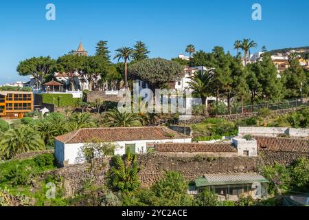 Old Dragon Tree in Icod de los Vinos Stadt auf Teneriffa, Kanarische Inseln, Spanien Stockfoto