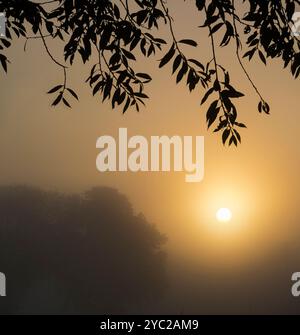 Nebliger Herbstsonnenaufgang über Rye Farm Fields, Abingdon. Das Hotel liegt direkt neben der Themse, so dass Nebel vom Fluss wundervolle Herbstsonnenaufgänge erzeugen kann, wenn der Fluss dampft Stockfoto