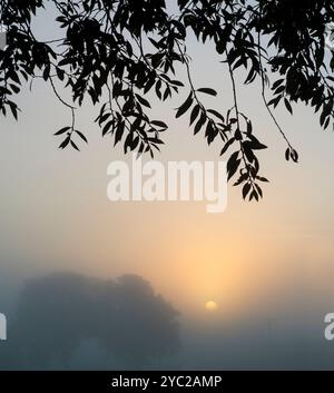 Nebliger Herbstsonnenaufgang über Rye Farm Fields, Abingdon. Das Hotel liegt direkt neben der Themse, so dass Nebel vom Fluss wundervolle Herbstsonnenaufgänge erzeugen kann, wenn der Fluss dampft Stockfoto